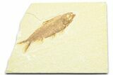 Detailed Fossil Fish (Knightia) - Wyoming #372357-1